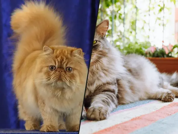 What is the favorite cat breed?