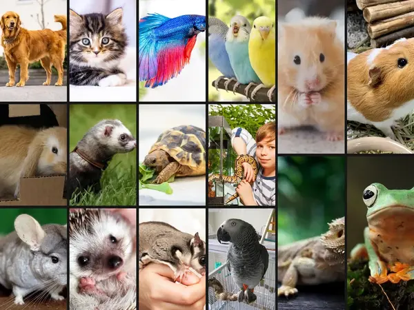 What is the favorite pet?