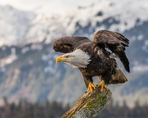 Bald Eagle — ranked #9