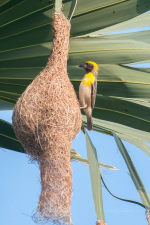 Baya Weaver — ranked #15