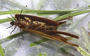 Caddisfly — ranked #5