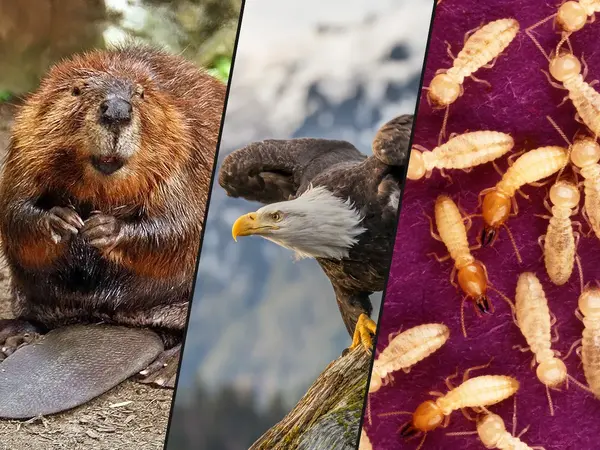 What is the greatest animal architect?