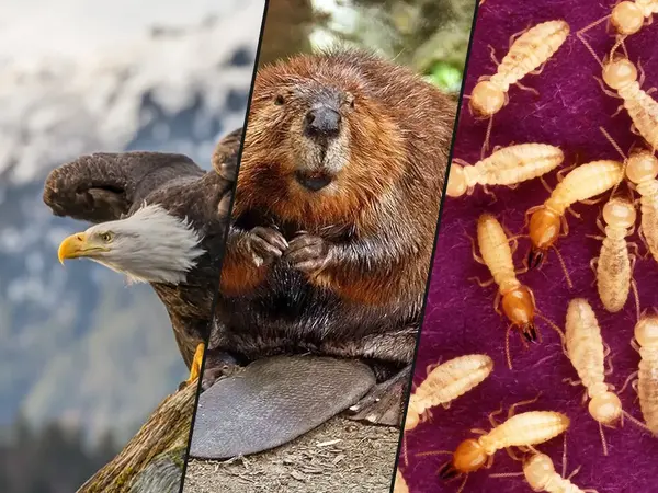 What is the greatest animal architect?