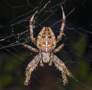 European Garden Spider — ranked #12