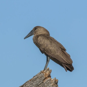 Hamerkop — ranked #6