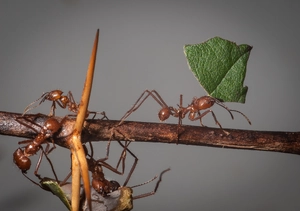 Leafcutter Ant — ranked #13