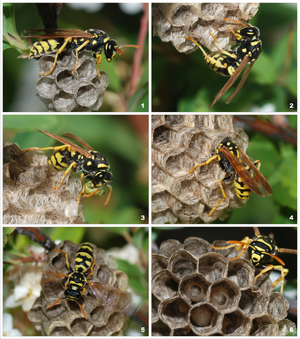 Paper Wasp — ranked #8
