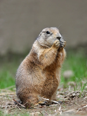 Prairie Dog — ranked #14