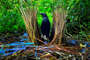 Satin Bowerbird — ranked #4