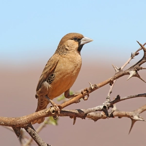 Sociable Weaver — ranked #11