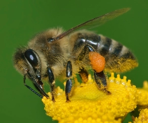 Western Honey Bee — ranked #10