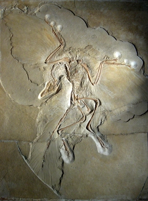 Archaeopteryx — ranked #12