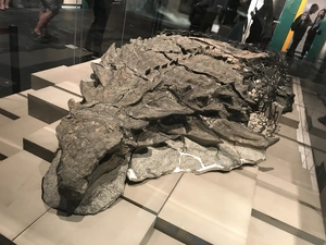 Borealopelta — ranked #6