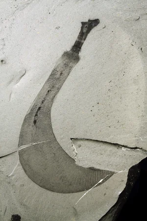 Burgess Shale — ranked #13