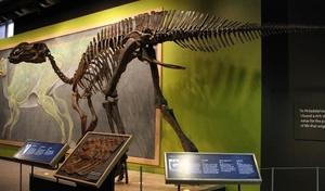 Hadrosaurus foulkii — ranked #9