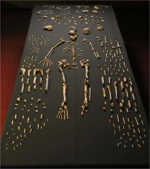 Homo naledi — ranked #14