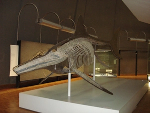 Mary Anning's Ichthyosaur — What is the greatest fossil discovery of all time?