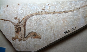 Sinosauropteryx — ranked #10