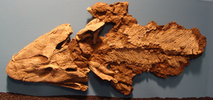 Tiktaalik — ranked #5