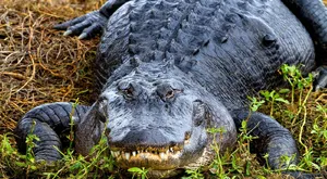 American Alligator — ranked #9