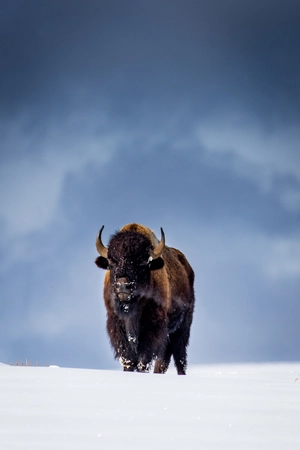 American Bison — ranked #3