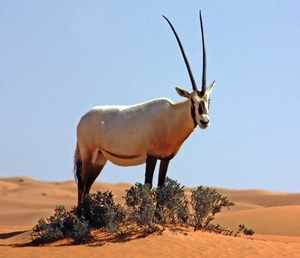 Arabian Oryx — ranked #13