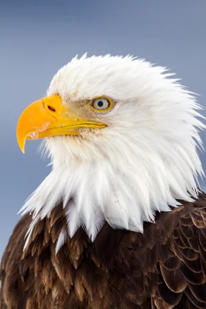 Bald Eagle — ranked #2