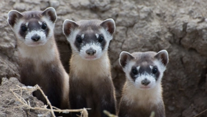 Black-Footed Ferret — ranked #10