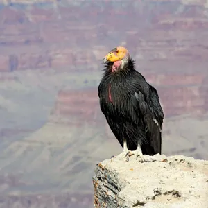 California Condor — ranked #4