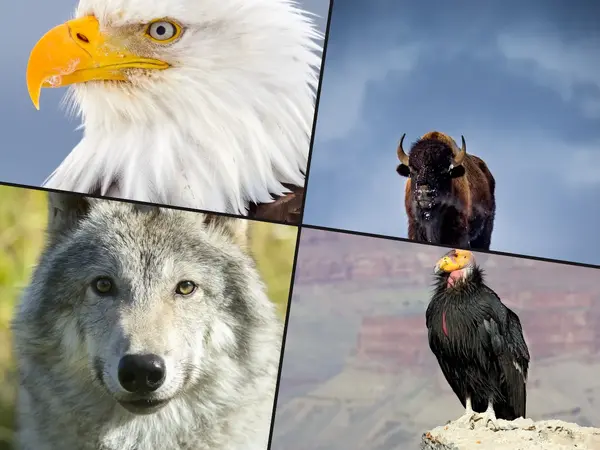 What is the greatest wildlife comeback story?