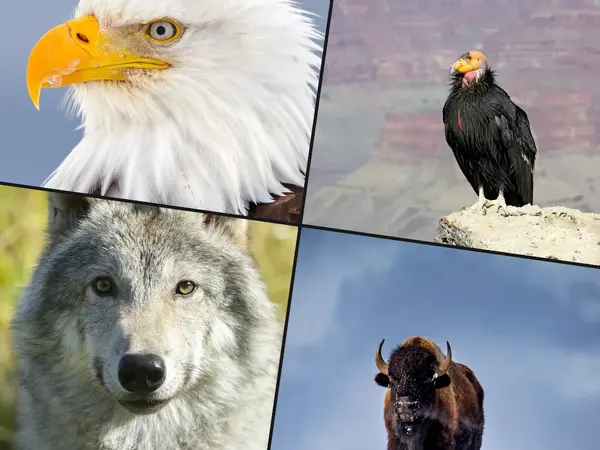 What is the greatest wildlife comeback story?