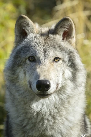 Gray Wolf — ranked #1