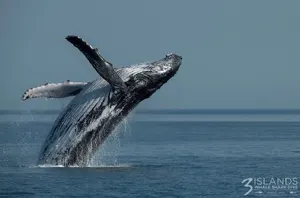 Humpback Whale — ranked #5