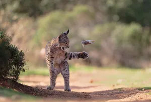 Iberian Lynx — ranked #8