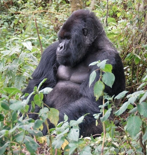 Mountain Gorilla — ranked #14