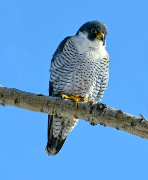Peregrine Falcon — ranked #11
