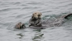 Sea Otter — ranked #12