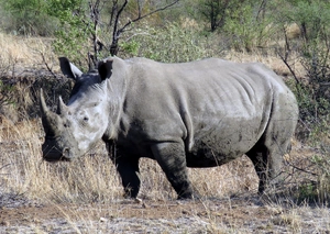 Southern White Rhino — ranked #7