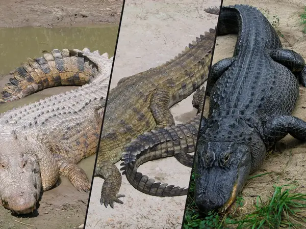 What is the largest reptile in the world?