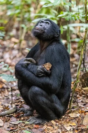 Bonobo — ranked #3
