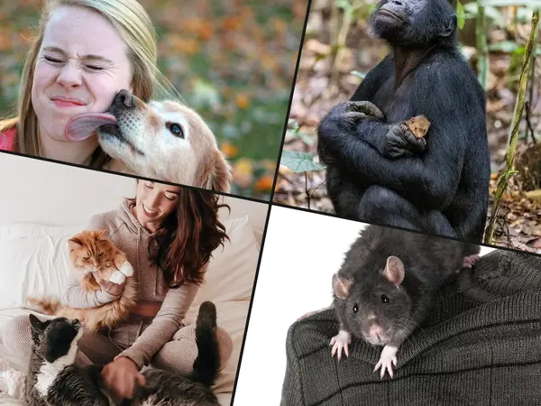 What is the most affectionate animal?