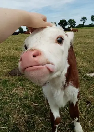Cow — ranked #11