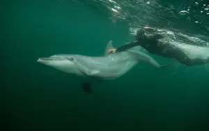 Dolphin — ranked #7