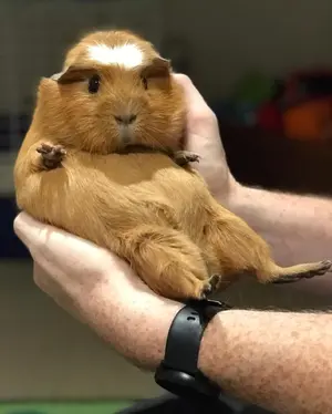 Guinea Pig — ranked #5