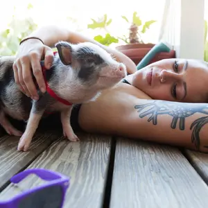 Pig — ranked #8