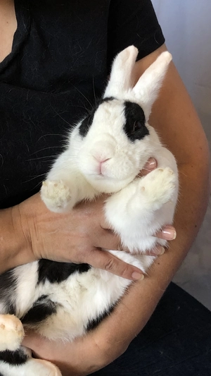 Rabbit — ranked #9