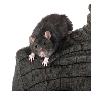 Rat — ranked #4