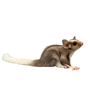 Sugar Glider — ranked #12