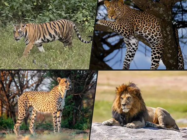 What is the most beautiful animal?