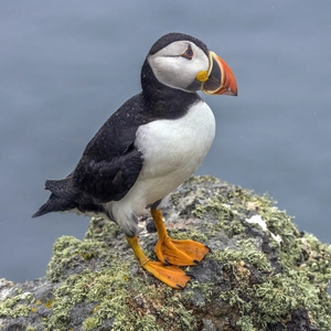 Atlantic Puffin — ranked #7